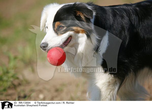Australian Shepherd Portrait / RR-13894