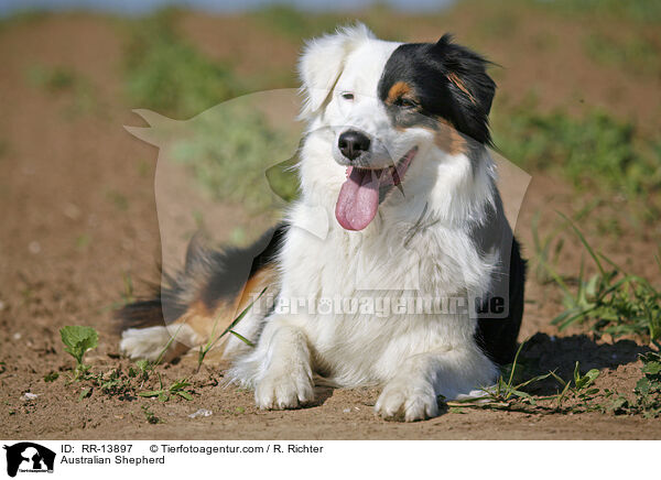 Australian Shepherd / RR-13897