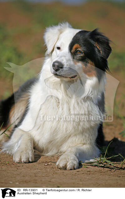 Australian Shepherd / Australian Shepherd / RR-13901