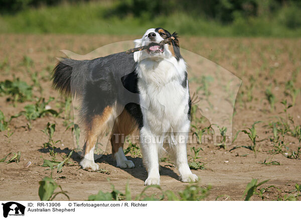 Australian Shepherd / RR-13906