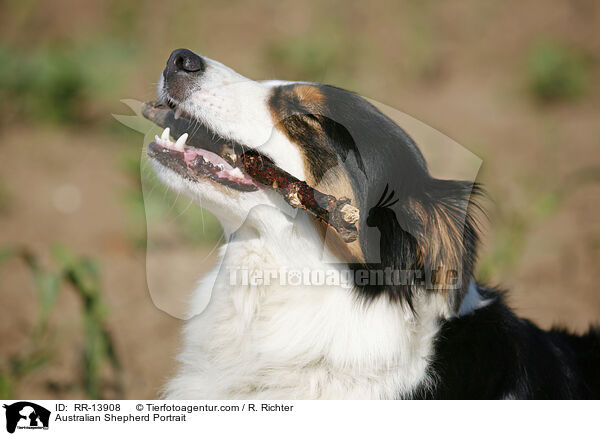 Australian Shepherd Portrait / RR-13908