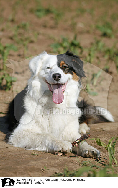 Australian Shepherd / RR-13910