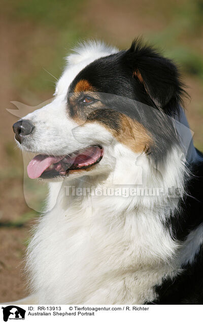 Australian Shepherd Portrait / RR-13913
