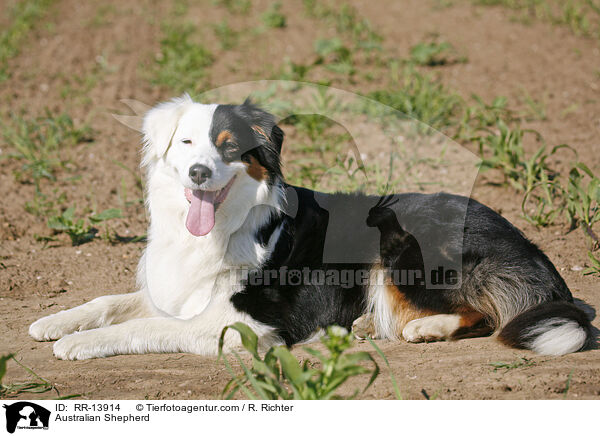 Australian Shepherd / RR-13914