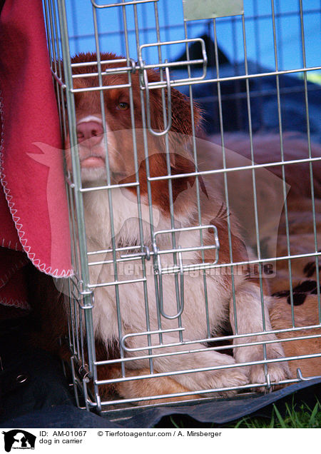 dog in carrier / AM-01067