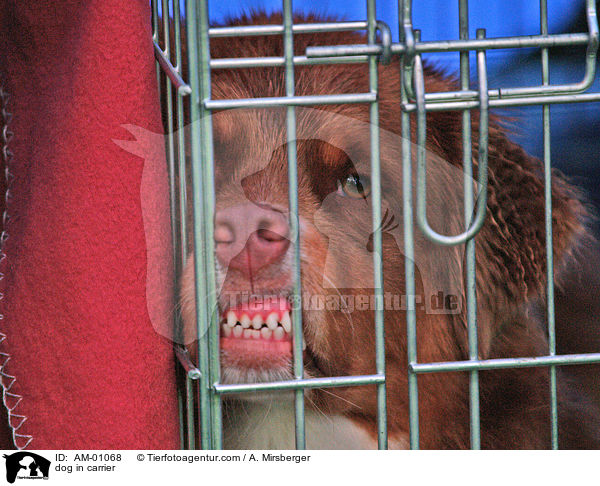dog in carrier / AM-01068