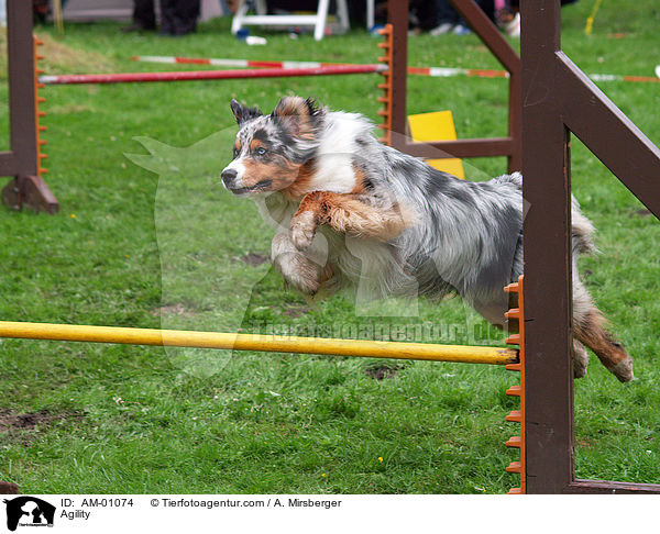 Agility / Agility / AM-01074