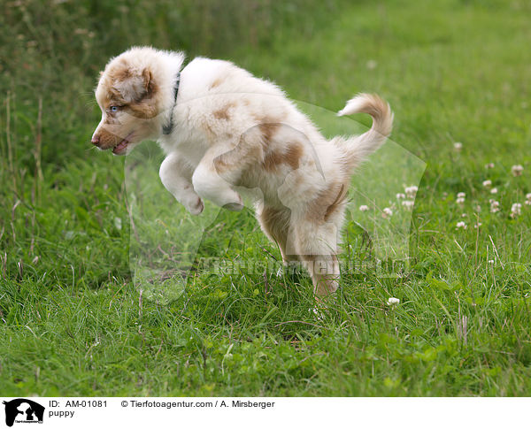 puppy / AM-01081