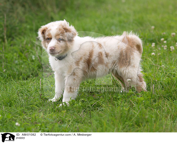 puppy / AM-01082