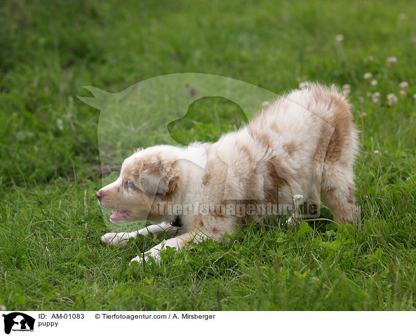 puppy / AM-01083