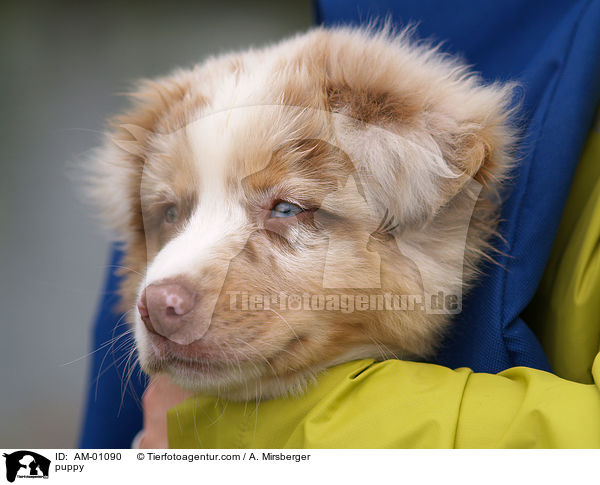 puppy / AM-01090