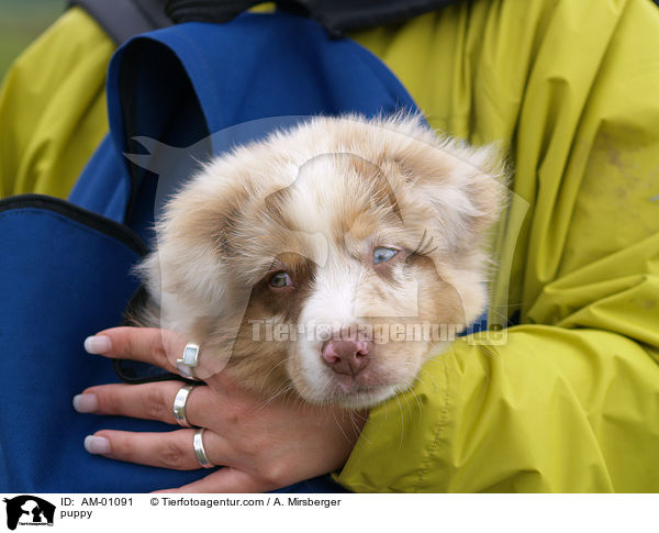 puppy / AM-01091