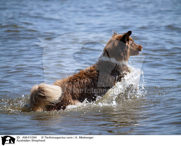 Australian Shepherd / AM-01094