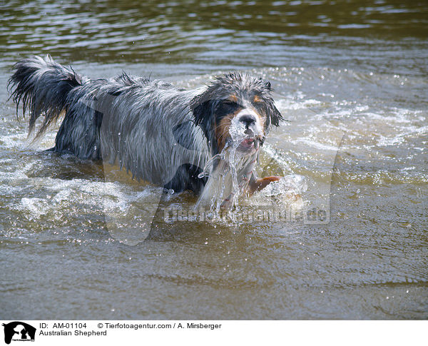 Australian Shepherd / Australian Shepherd / AM-01104
