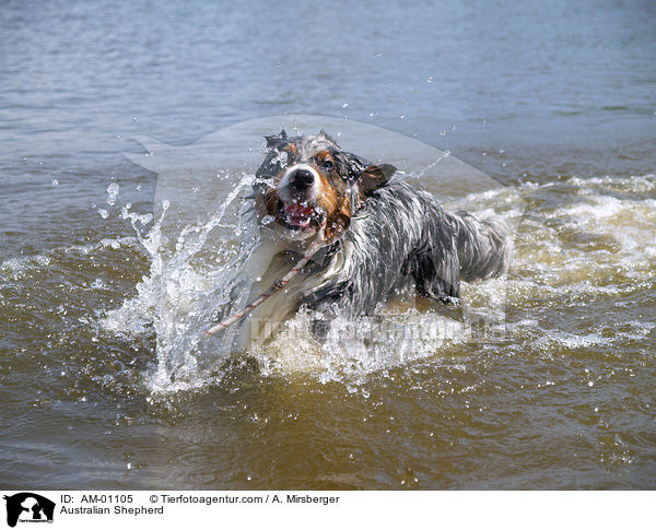 Australian Shepherd / AM-01105
