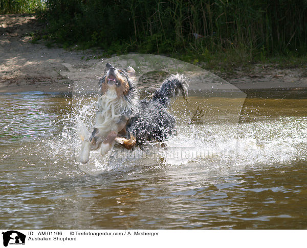 Australian Shepherd / AM-01106