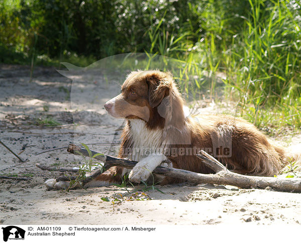 Australian Shepherd / AM-01109