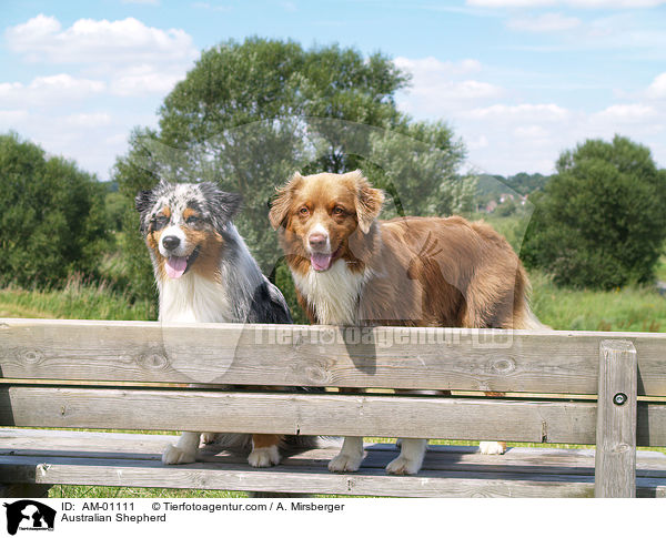 Australian Shepherd / AM-01111
