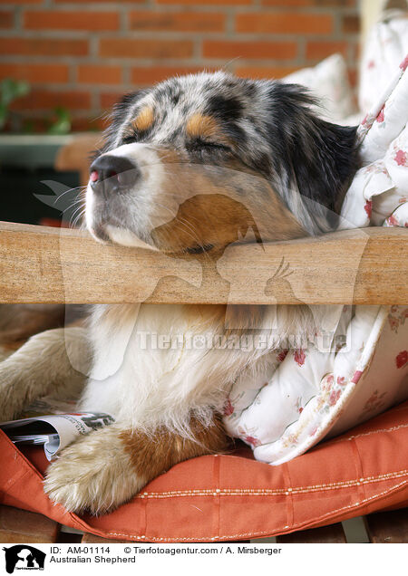Australian Shepherd / Australian Shepherd / AM-01114