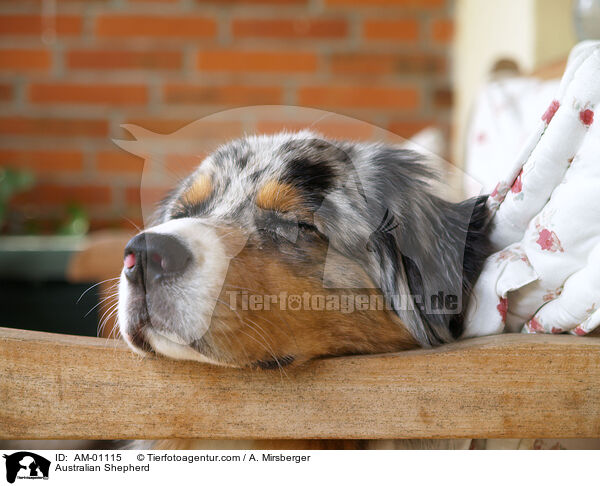 Australian Shepherd / AM-01115