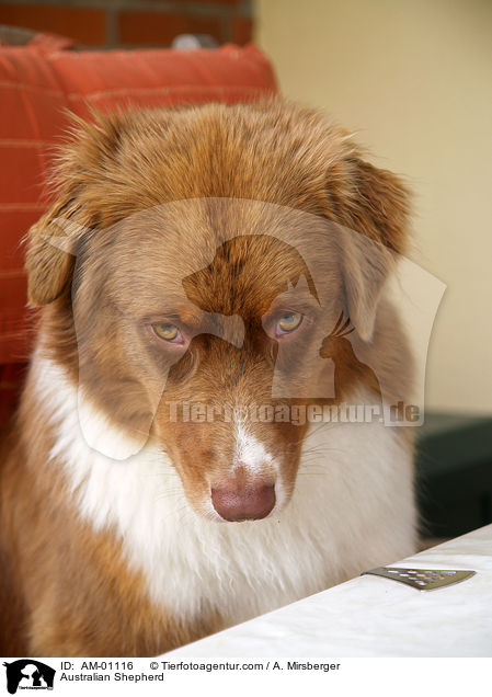 Australian Shepherd / Australian Shepherd / AM-01116