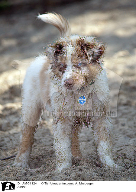 puppy / AM-01124