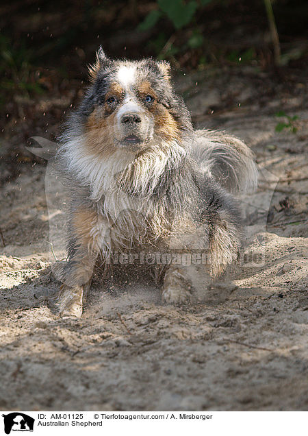 Australian Shepherd / AM-01125