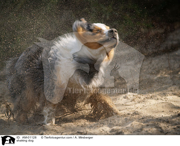 shaking dog / AM-01128