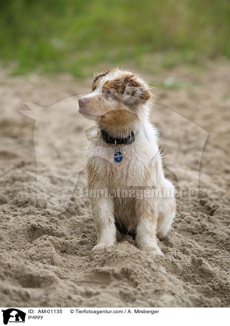 puppy / AM-01135