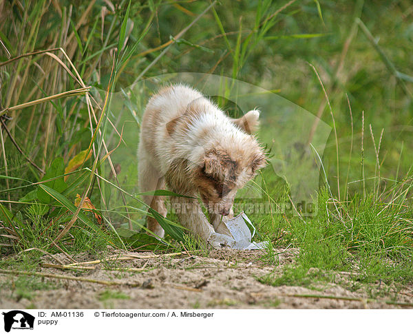 puppy / AM-01136