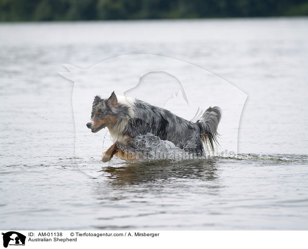 Australian Shepherd / AM-01138