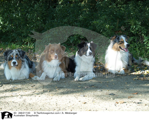 Australian Shepherds / AM-01140