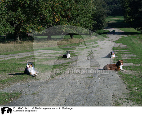 Australian Shepherds / AM-01141