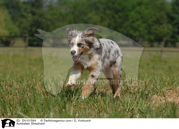 Australian Shepherd / DV-01584