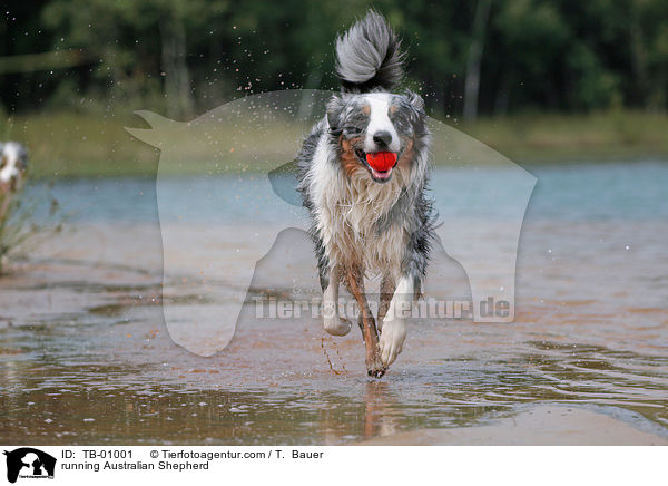 running Australian Shepherd / TB-01001