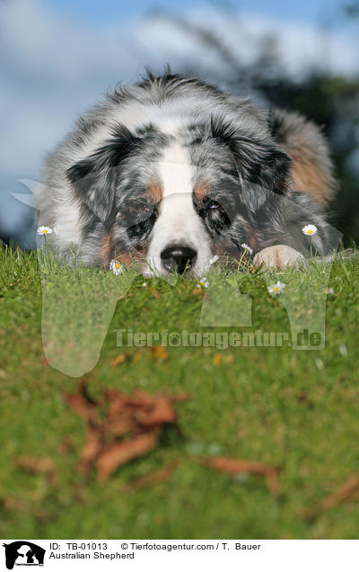 Australian Shepherd / Australian Shepherd / TB-01013