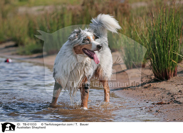 Australian Shepherd / TB-01033