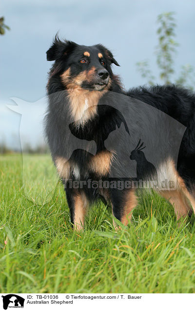 Australian Shepherd / TB-01036