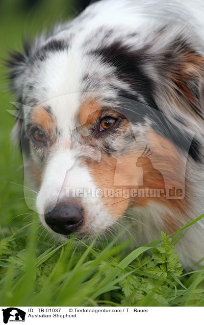 Australian Shepherd / TB-01037