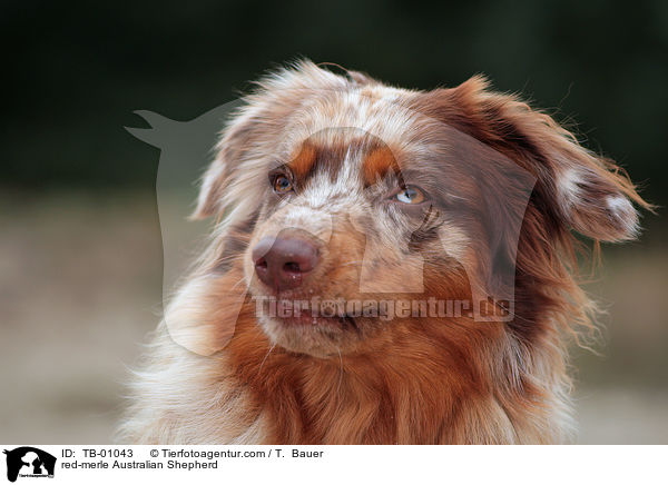red-merle Australian Shepherd / TB-01043