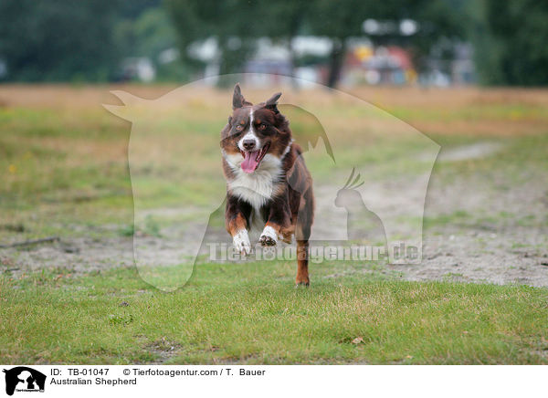 Australian Shepherd / Australian Shepherd / TB-01047