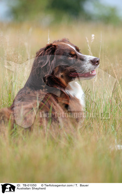 Australian Shepherd / TB-01050