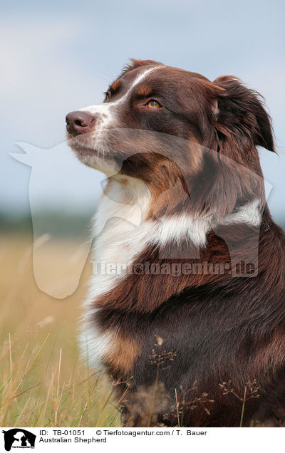 Australian Shepherd / Australian Shepherd / TB-01051