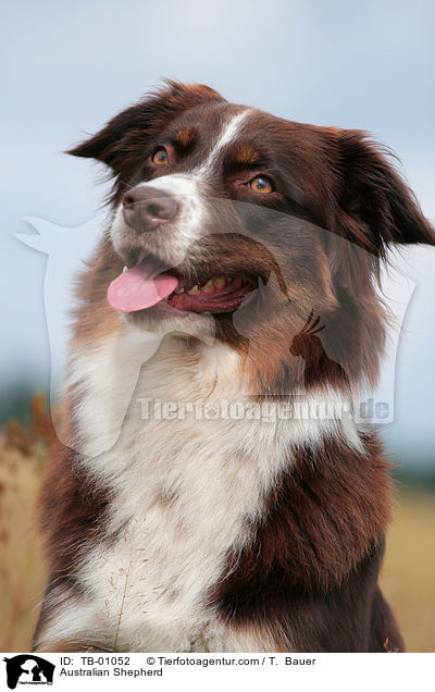 Australian Shepherd / Australian Shepherd / TB-01052