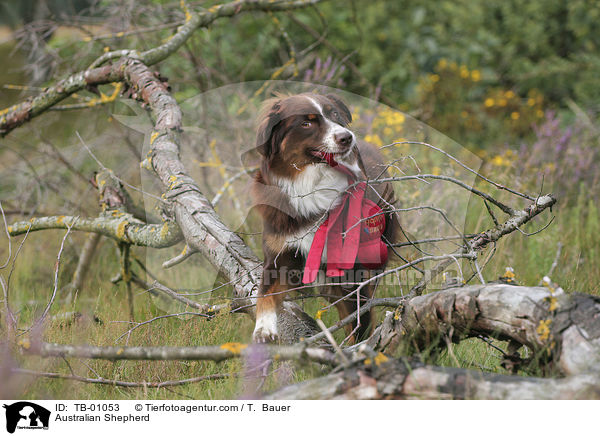 Australian Shepherd / Australian Shepherd / TB-01053