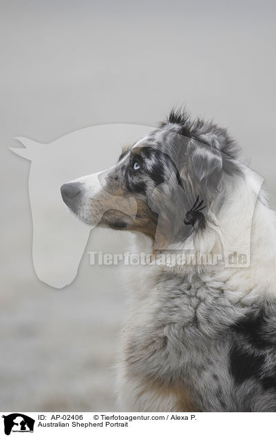Australian Shepherd Portrait / AP-02406