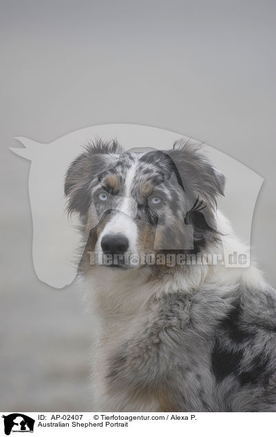 Australian Shepherd Portrait / AP-02407