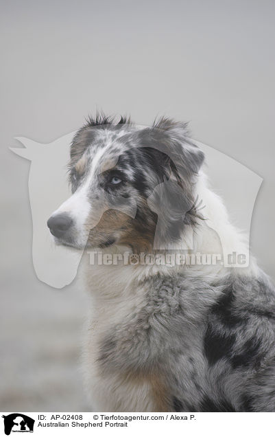 Australian Shepherd Portrait / AP-02408