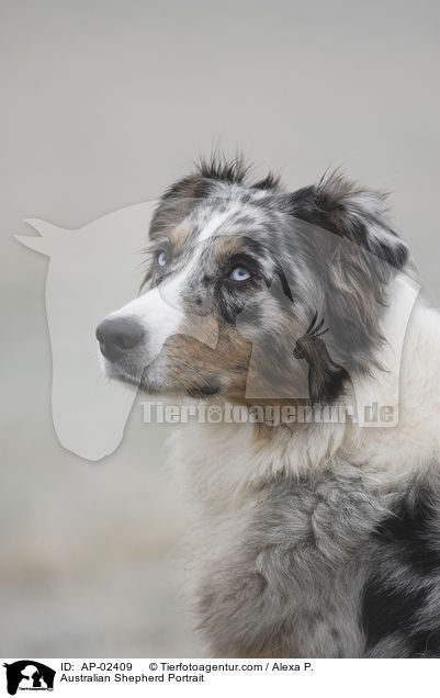 Australian Shepherd Portrait / AP-02409