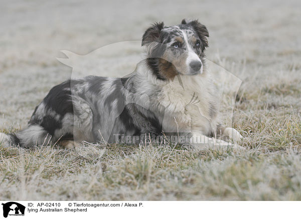 lying Australian Shepherd / AP-02410